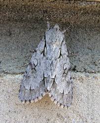 Attēlu rezultāti vaicājumam “Acronicta cuspis”