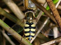 Attēlu rezultāti vaicājumam “Eupeodes corollae”