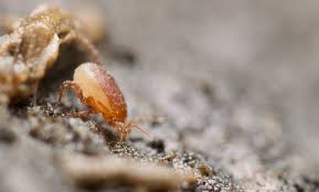 Attēlu rezultāti vaicājumam “Mesostigmata”