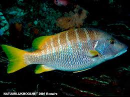 Image result for Lutjanus apodus