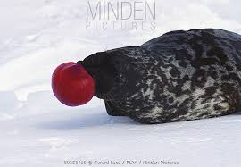 Image result for Cystophora cristata