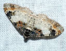 Attēlu rezultāti vaicājumam “Catarhoe cuculata”