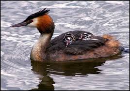 Attēlu rezultāti vaicājumam “Podiceps cristatus nest”