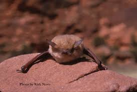 Attēlu rezultāti vaicājumam “Myotis sp.”