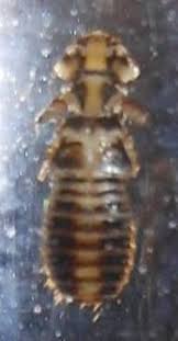 Attēlu rezultāti vaicājumam “Phthiraptera”