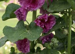 Image result for Alcea (althaea) rosea
