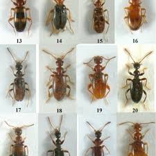 Attēlu rezultāti vaicājumam “Anthicidae”