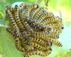 Attēlu rezultāti vaicājumam “Phalera bucephala”