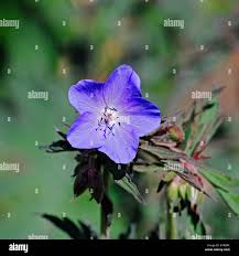 Image result for Geranium `Purple Haze`