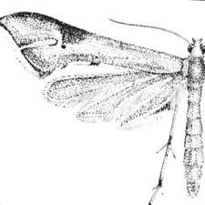 Attēlu rezultāti vaicājumam “Platyptilia gonodactyla imago”