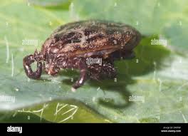 Attēlu rezultāti vaicājumam “Dermacentor reticulatus female”
