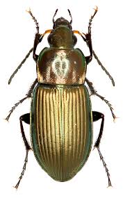 Attēlu rezultāti vaicājumam “Poecilus lepidus”