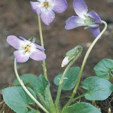 Attēlu rezultāti vaicājumam “Viola hirta leaf”