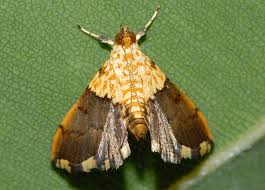 Attēlu rezultāti vaicājumam “Crambidae”