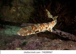 Image result for Haploblepharus pictus