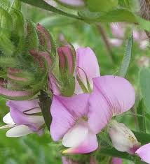 Attēlu rezultāti vaicājumam “Ononis arvensis flower”