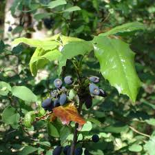 Attēlu rezultāti vaicājumam “Mahonia aquifolium”