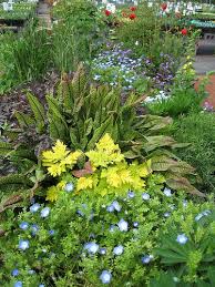 Image result for Rumex sanguineum