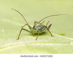 Attēlu rezultāti vaicājumam “Aphididae”