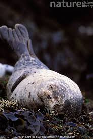 Image result for Phoca vitulina