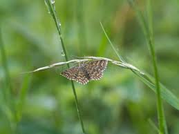 Attēlu rezultāti vaicājumam “Scopula immorata”