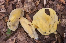 Attēlu rezultāti vaicājumam “Hypomyces chrysospermus”