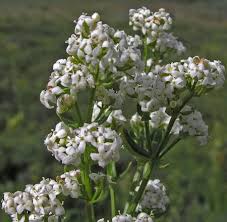Attēlu rezultāti vaicājumam “Galium schultesii flower”