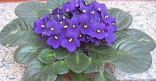 Image result for Saintpaulia ionantha Culitvar