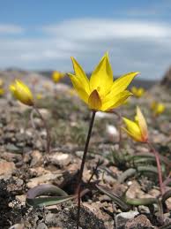 Attēlu rezultāti vaicājumam “Tulipa sylvestris”