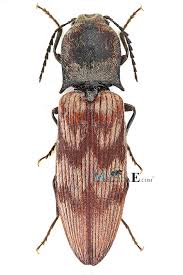 Attēlu rezultāti vaicājumam “Harminius undulatus”