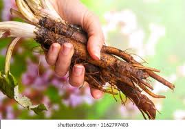 Attēlu rezultāti vaicājumam “Arctium lappa leaf”