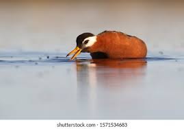 Attēlu rezultāti vaicājumam “Phalaropus fulicarius adult”