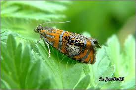 Attēlu rezultāti vaicājumam “Olethreutes arcuella”