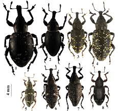 Attēlu rezultāti vaicājumam “Hylobius pinastri”