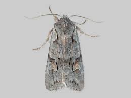 Attēlu rezultāti vaicājumam “Lithophane furcifera”