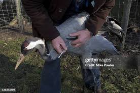 Attēlu rezultāti vaicājumam “Grus grus adult”