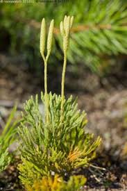 Attēlu rezultāti vaicājumam “Diphasiastrum tristachyum”