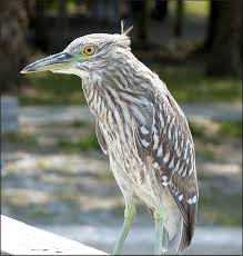 Image result for Nycticorax nycticorax