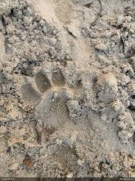 Attēlu rezultāti vaicājumam “Adomerus biguttatus”