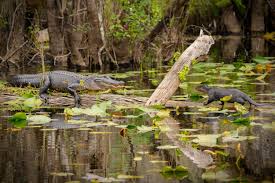 Image result for Slough