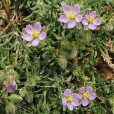 Attēlu rezultāti vaicājumam “Spergularia rubra flower”