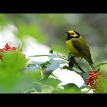 Image result for Wilsonia citrina