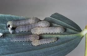 Attēlu rezultāti vaicājumam “Exochorda giraldii var. wilsonii”