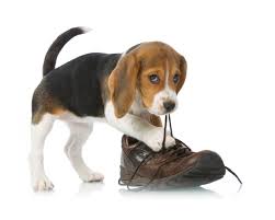 Afbeeldingsresultaat voor honden