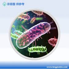 Attēlu rezultāti vaicājumam “Cordyceps farinosa”