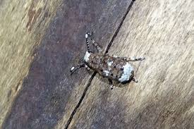 Attēlu rezultāti vaicājumam “Platystomos albinus”