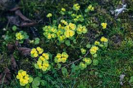 Attēlu rezultāti vaicājumam “Chrysosplenium alternifolium flower”