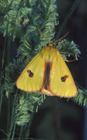 Attēlu rezultāti vaicājumam “Diacrisia sannio male”