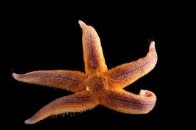 Image result for Asterias rubens