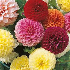 Image result for Dahlia x pinnata `Pompon Lilliput`